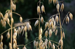 Avoine