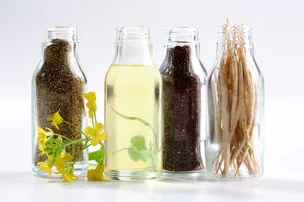 Canola