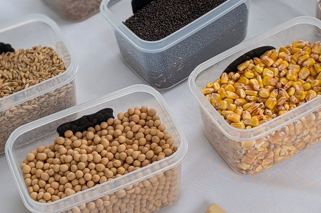 Échantillonnage des grains produits au Québec.