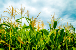 Les grains les plus cultivés au Québec 