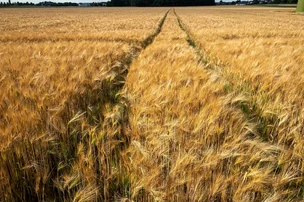 Les céréales d'automne