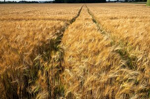Les céréales d'automne