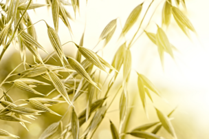 Quiz : Connais-tu bien tes grains?