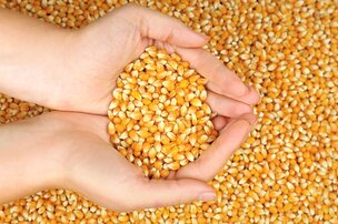 Quelles sont les différences entre un grain et un grain entier ?