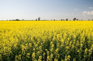 Qu’est-ce qu’un oléagineux ?