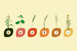 Quels sont les bienfaits des grains sur la santé ?