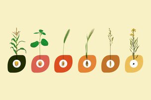 Quels sont les bienfaits des grains sur la santé ?