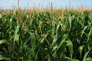 Champs de maïs grain